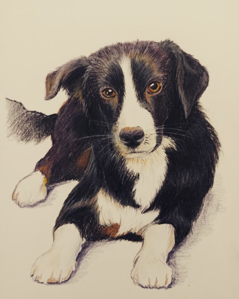 Portret czarno białego leżącego psa namalowany kredkami na papierze